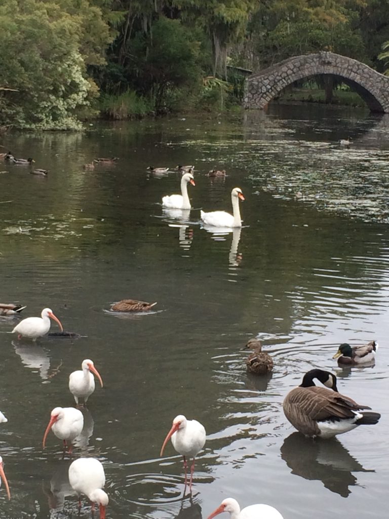 city park ducks