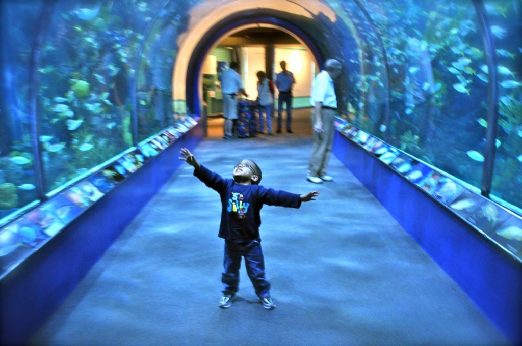 aquarium of the americas